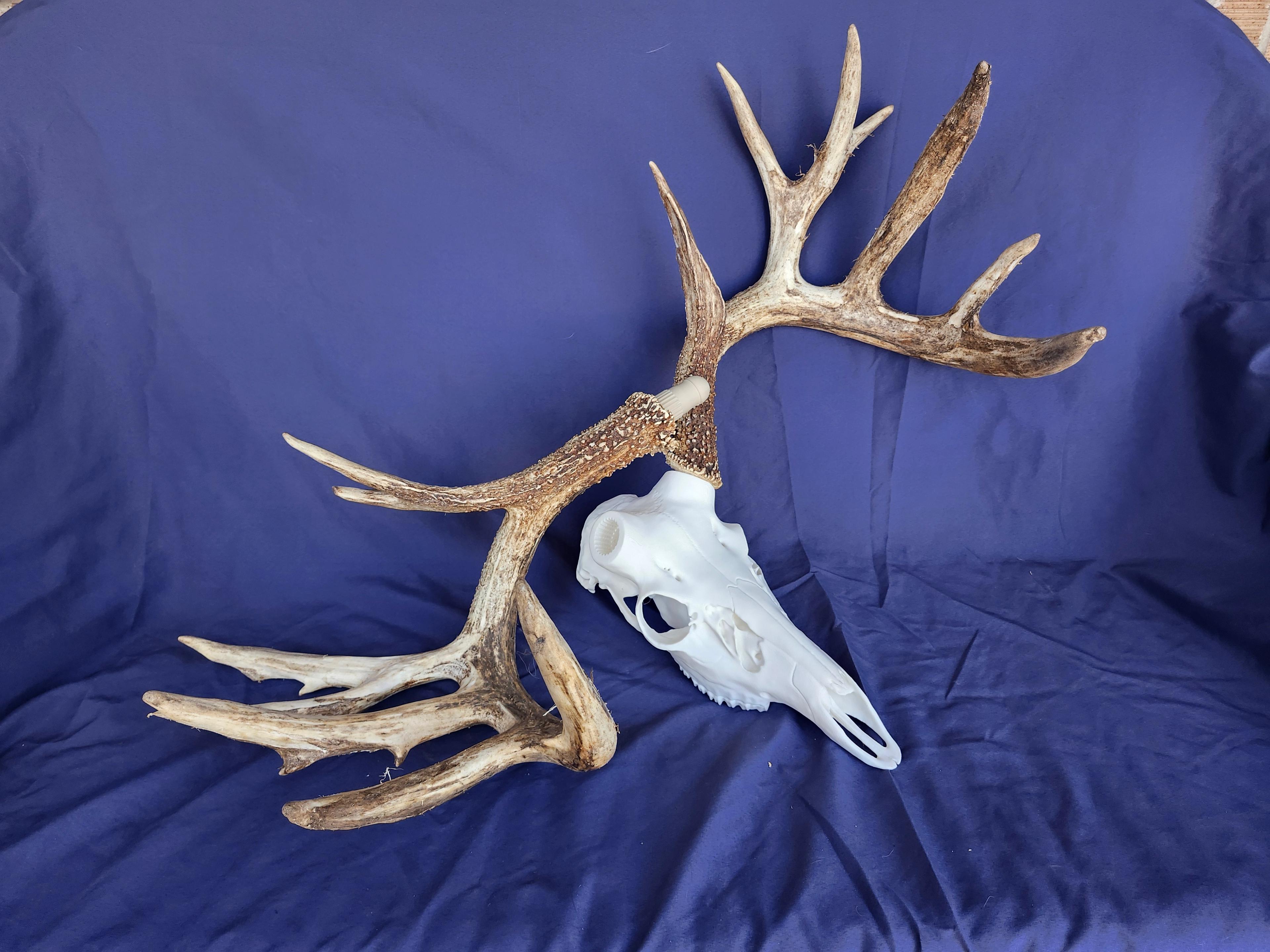 Euro Deer Skull
