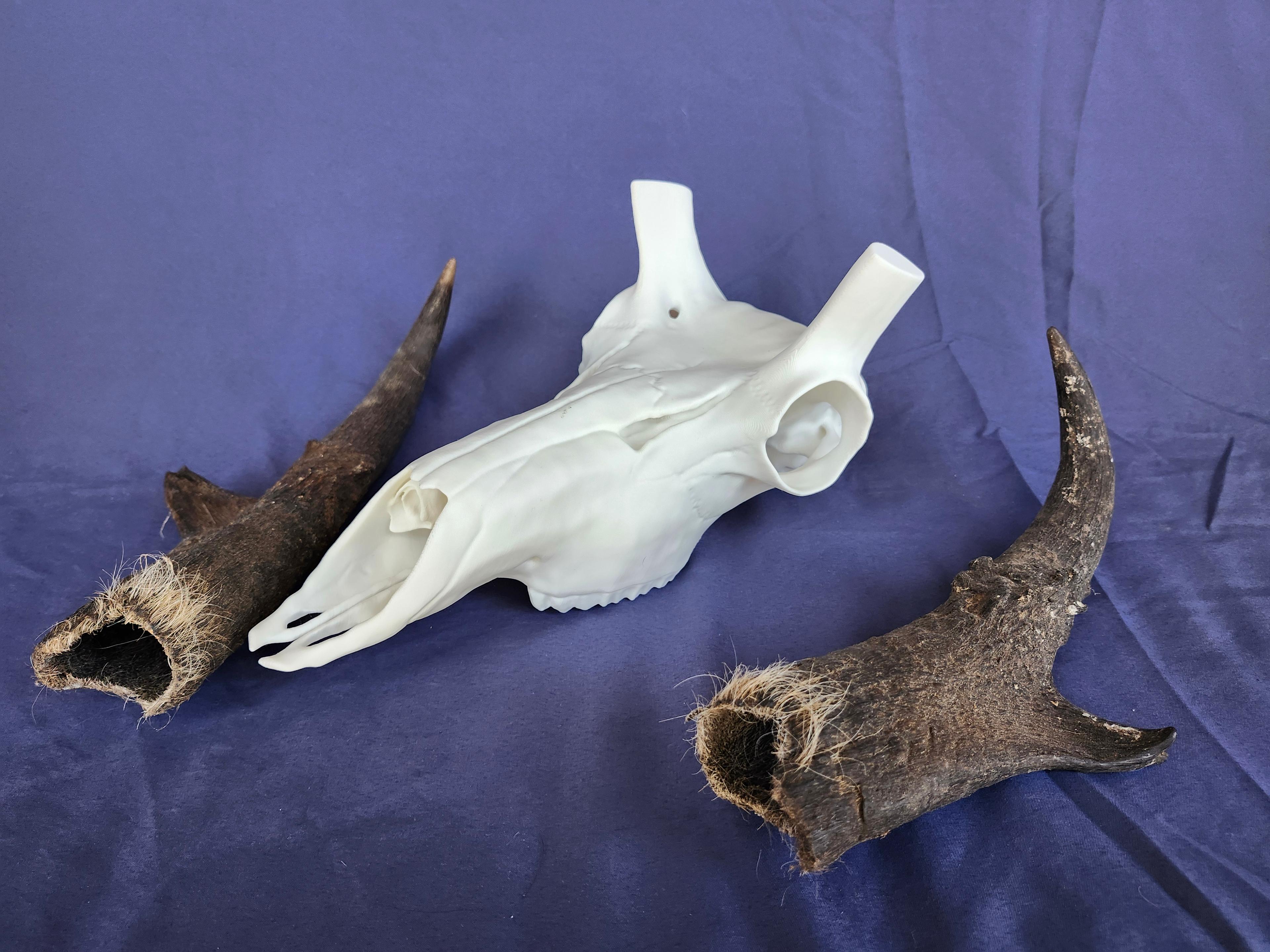 Antelope Skull