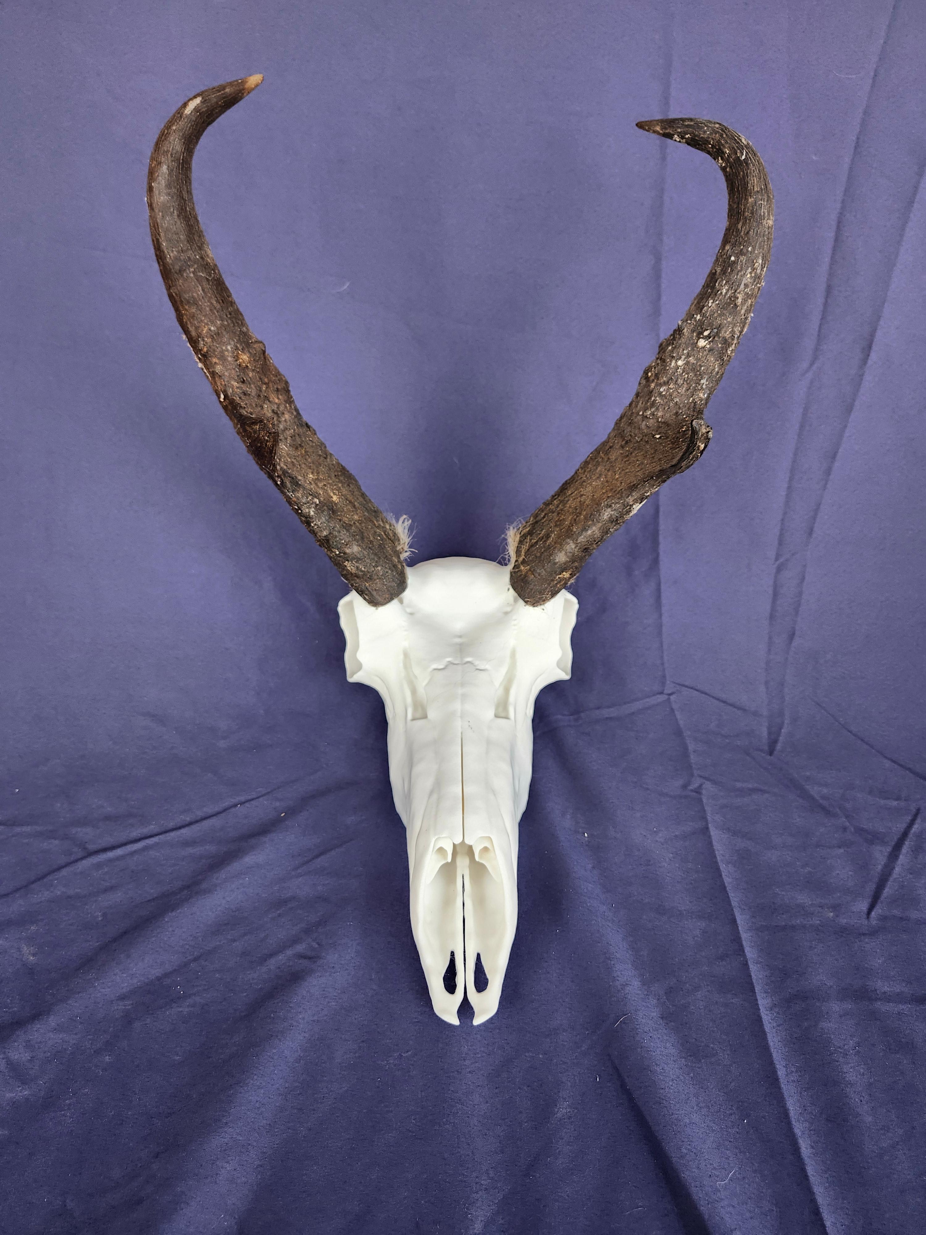 Antelope Skull